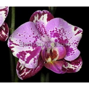 Орхидея 1 ветка (tiannong-glory)